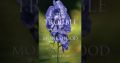 Wedding Bells and a Murder Provide Thrilling Suspense in Third Book of Series 3 Wedding Bells and a Murder Provide Thrilling Suspense in Third Book of Series